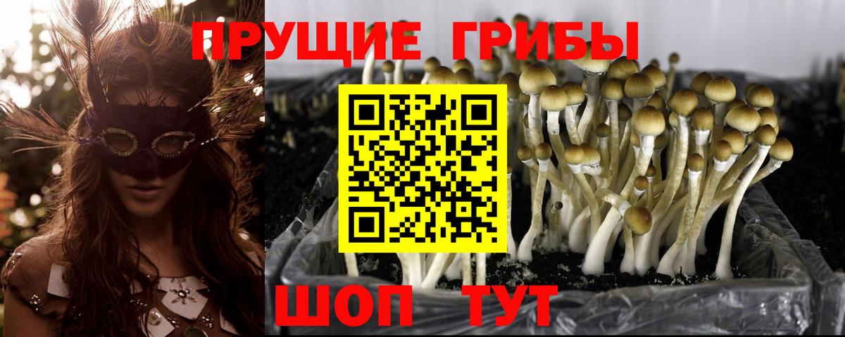 Сокол  Галлюциногенные грибы GOLDEN TEACHER  Вход с VPN 